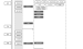 前端程序员网站分享文章-2019年前端总结（四）